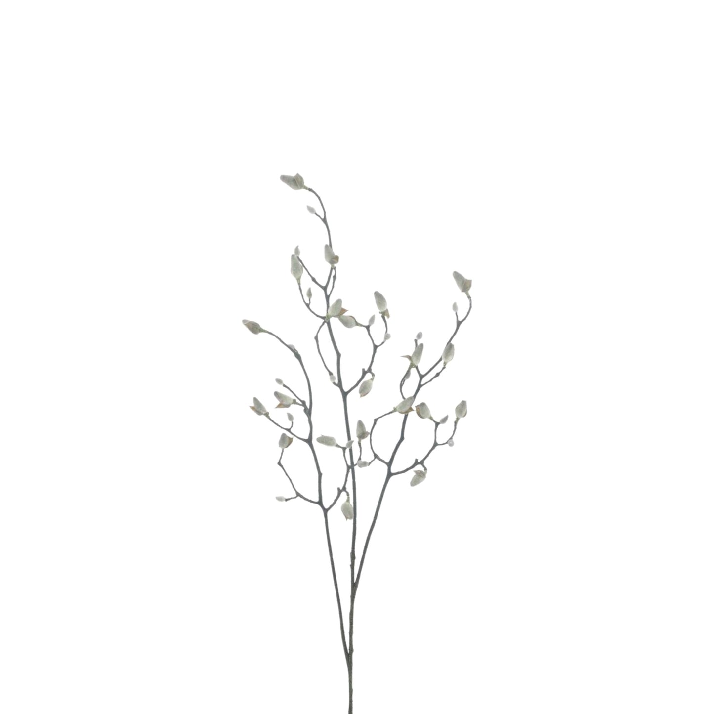 MAGNOLIA BUD BRANCH SVEN GREY