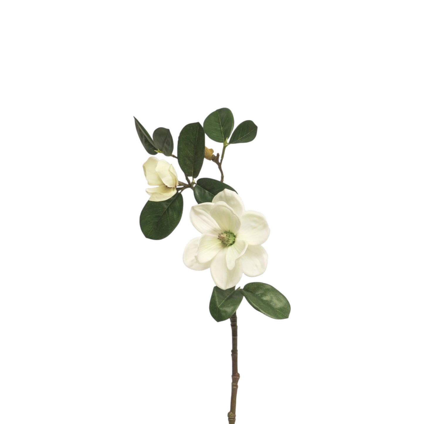MAGNOLIA JAPANESE GARDEN BRANCH WHITE GREEN