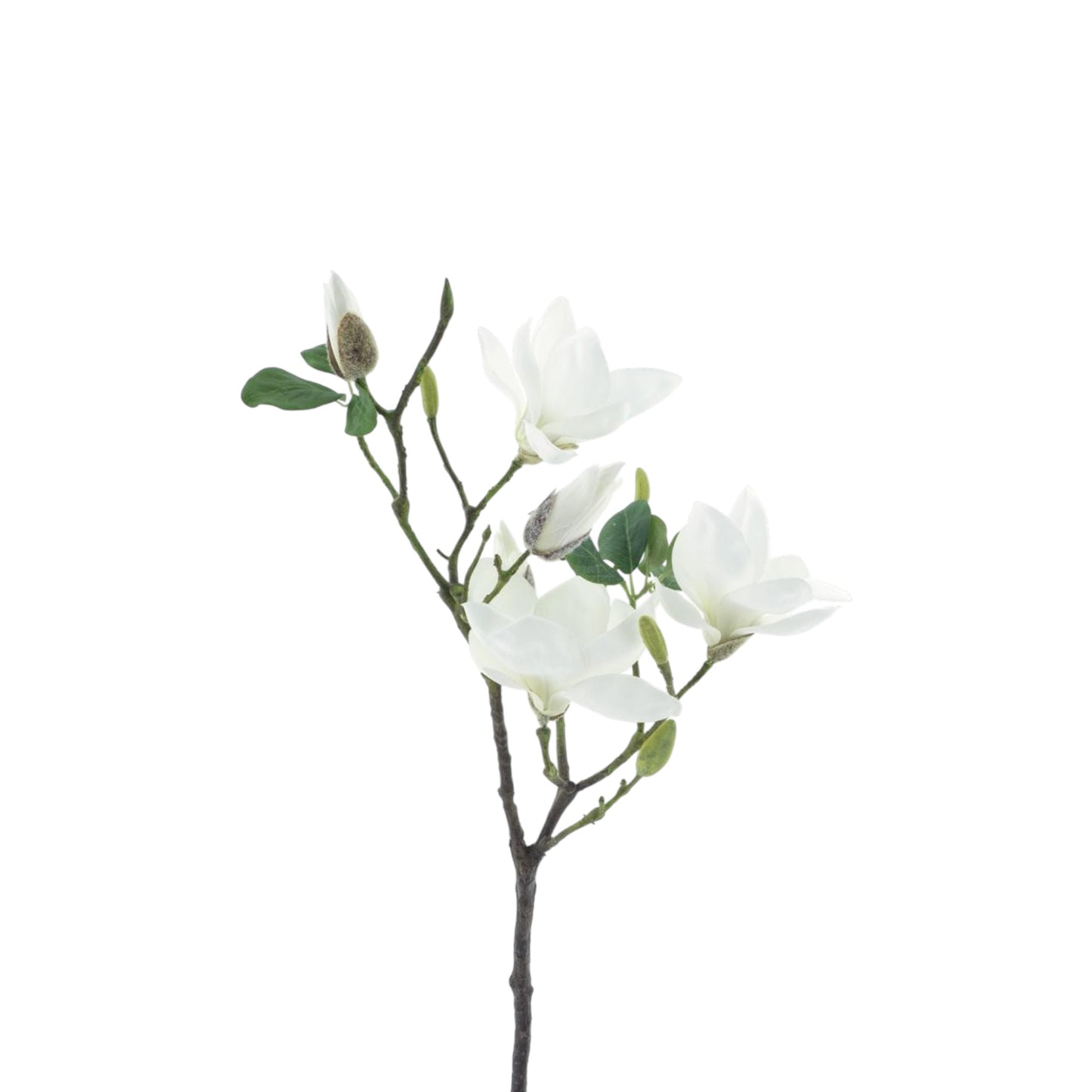 MAGNOLIA SPRAY RENS 79 CM
