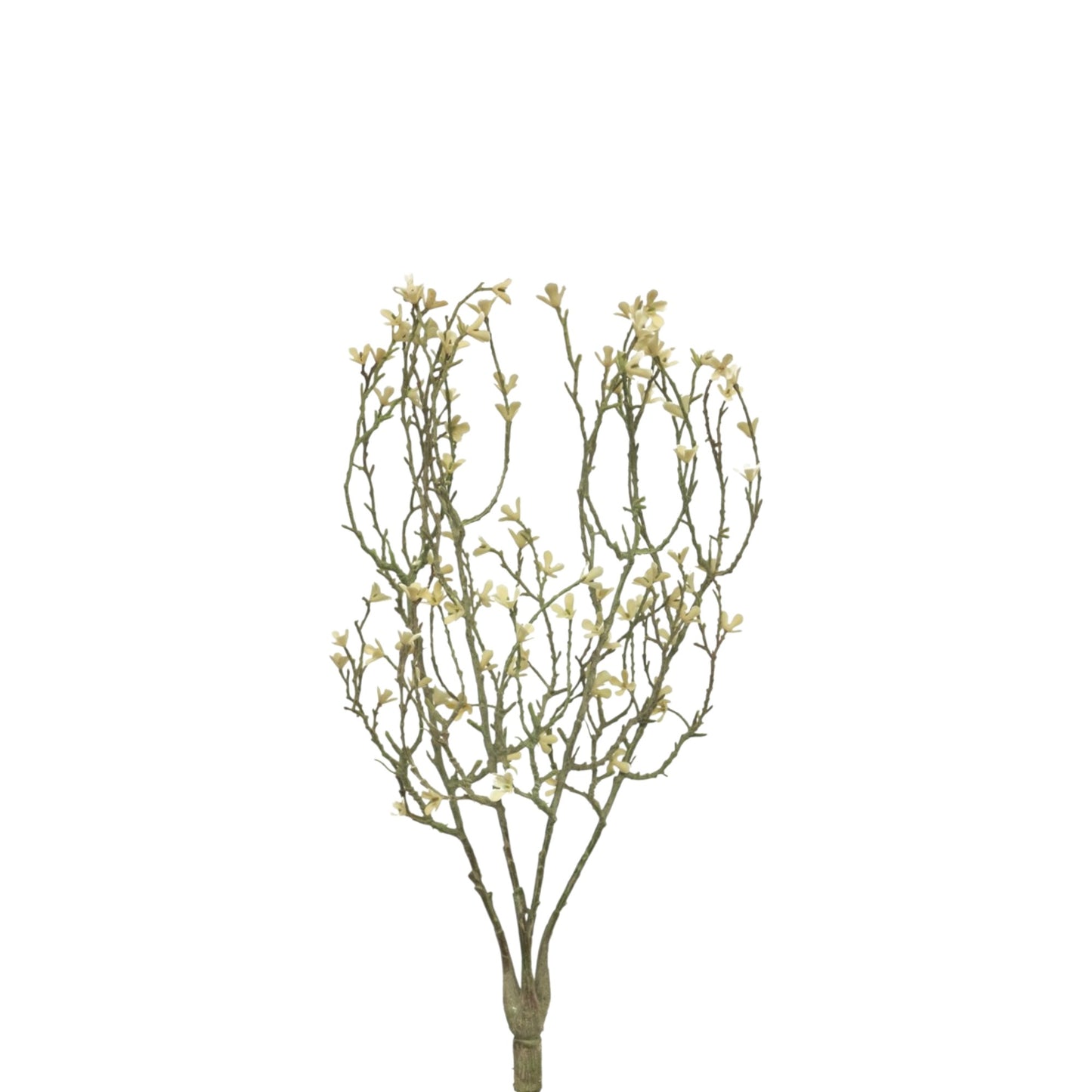 MINI STAR FLOWER BUSH