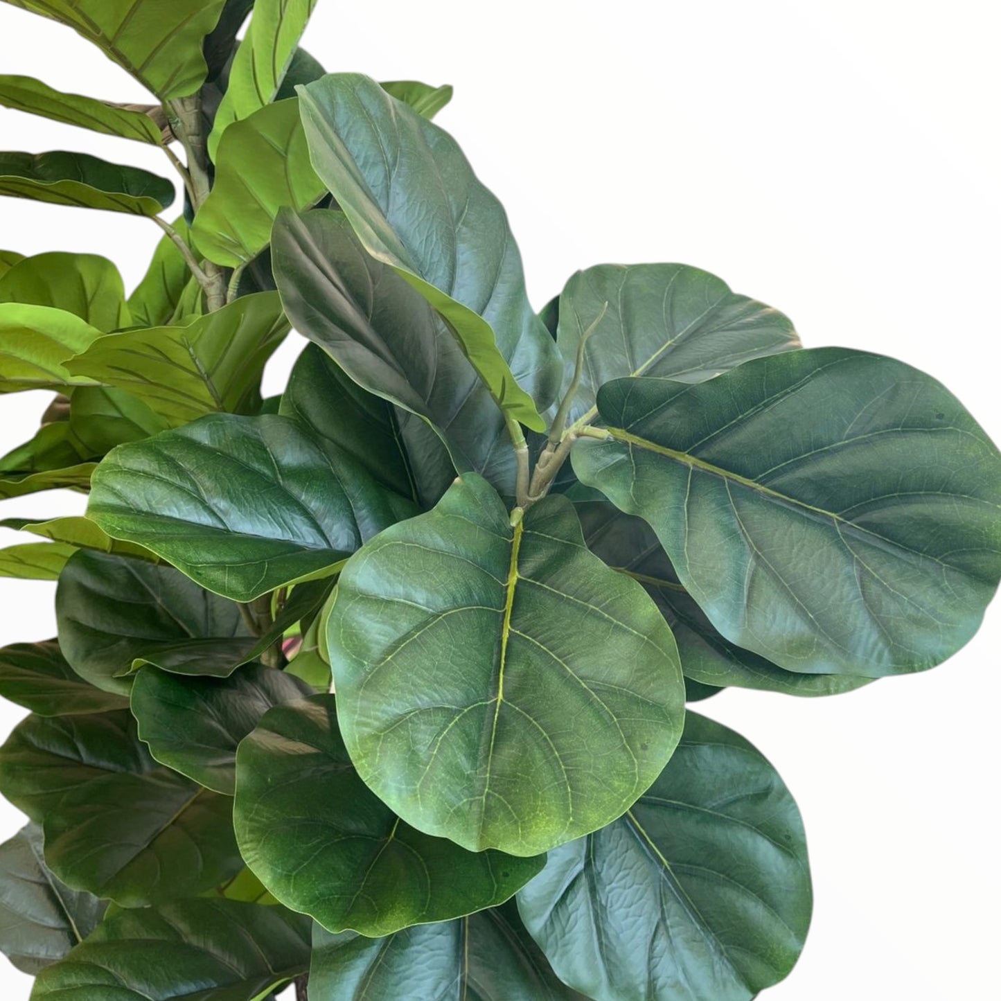 MONSTERA PLANT 210 CM