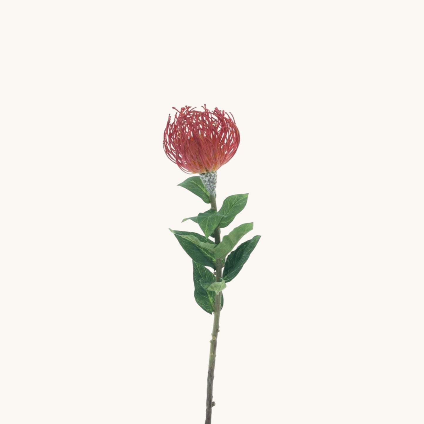 NUTANS SEGAL 74 CM
