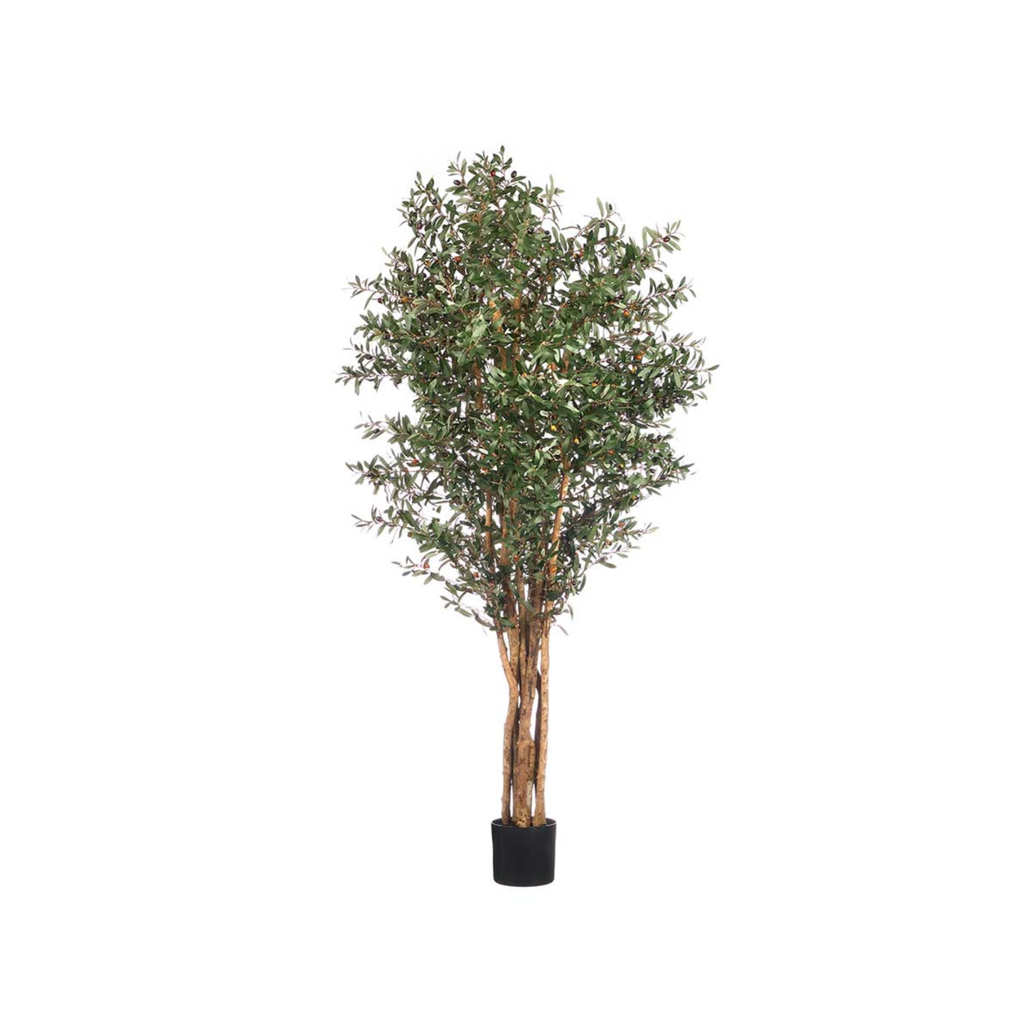 OLIVE TREE WITH POT