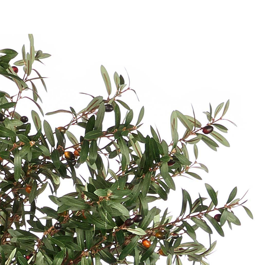 OLIVE TREE WITH POT