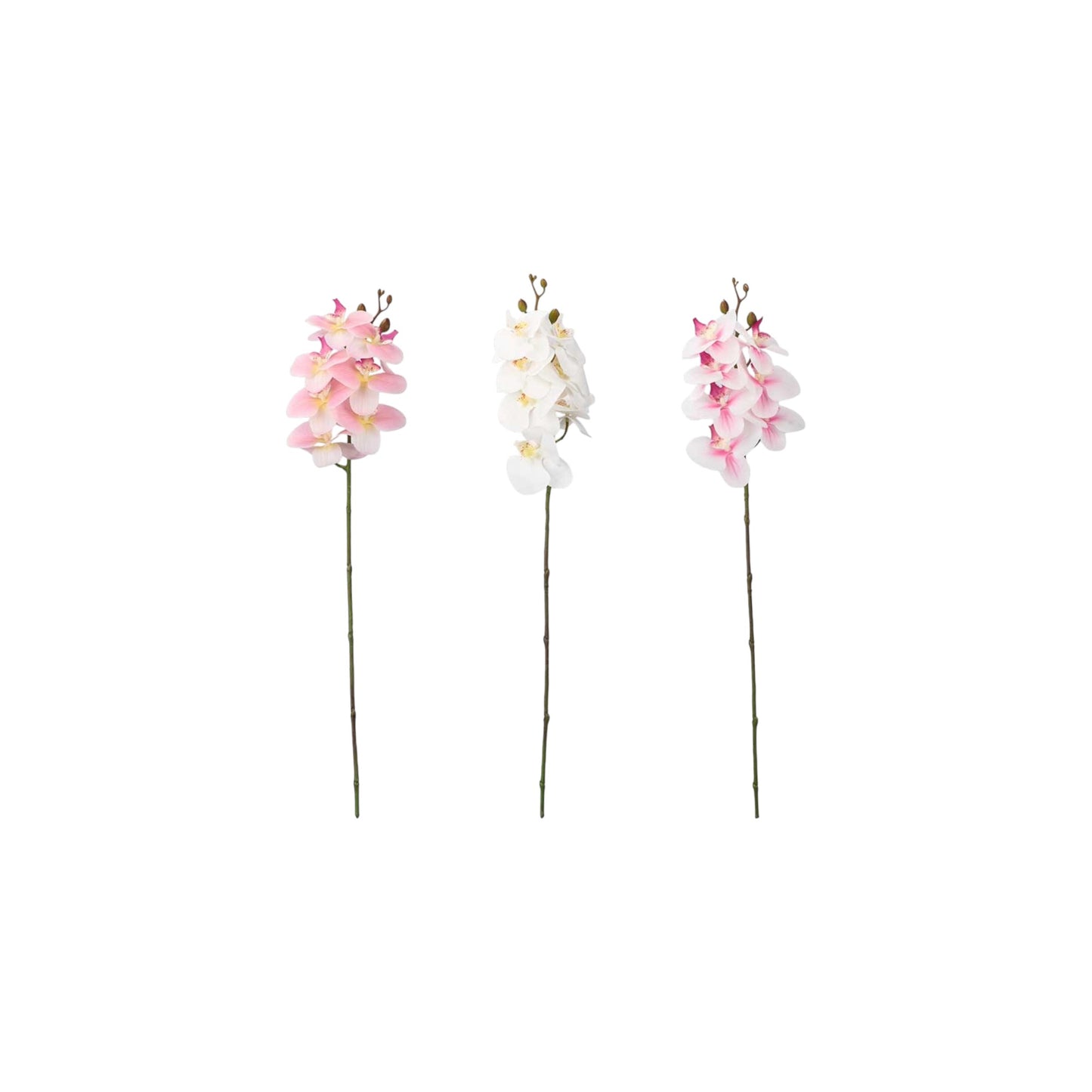 ORCHID BRANCH