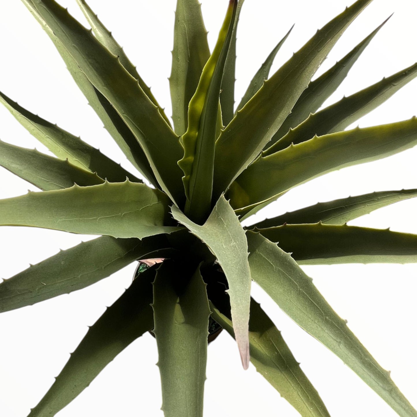 OX-TONGUE PLANT 70 CM
