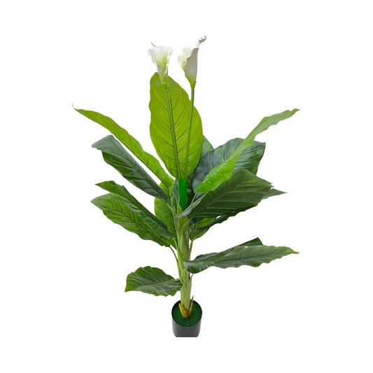 PEACE LILLY PLANT