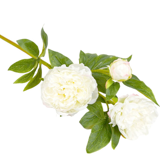 PEONY BRANCH WHITE