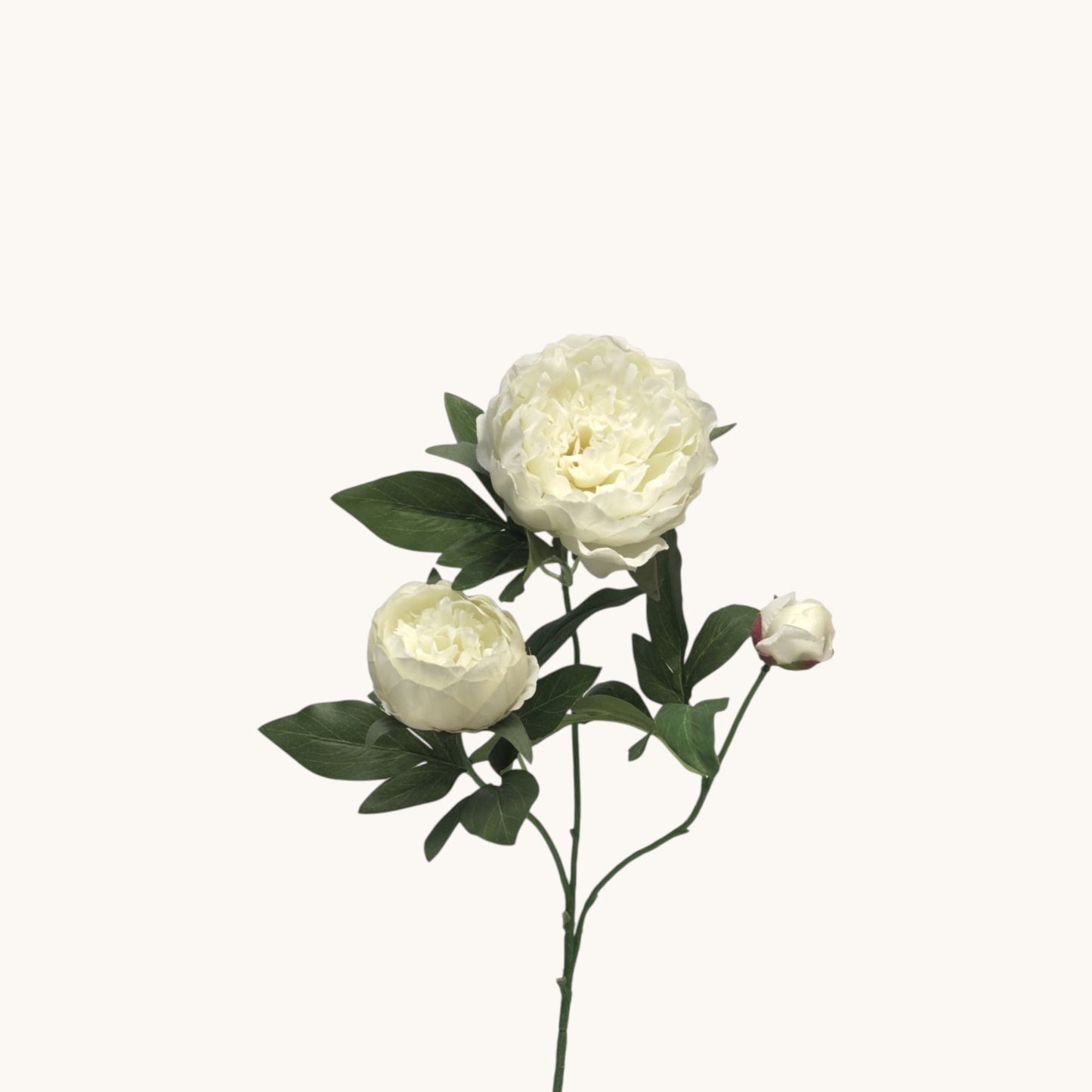 PEONY DUCHESS NEMOURS 70 CM