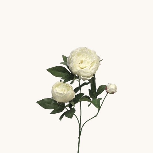 PEONY DUCHESS NEMOURS 70 CM