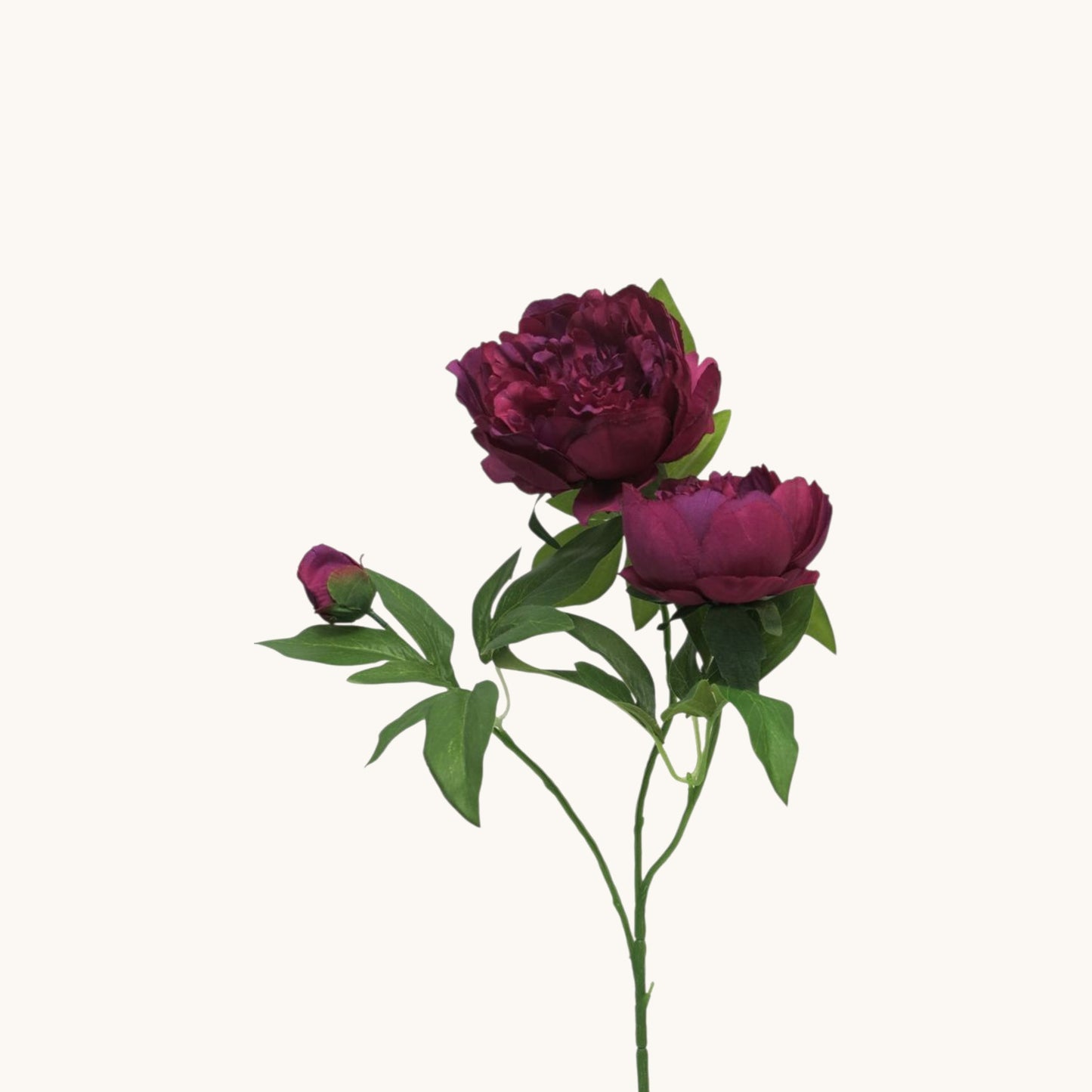 PEONY DUCHESS NEMOURS 70 CM