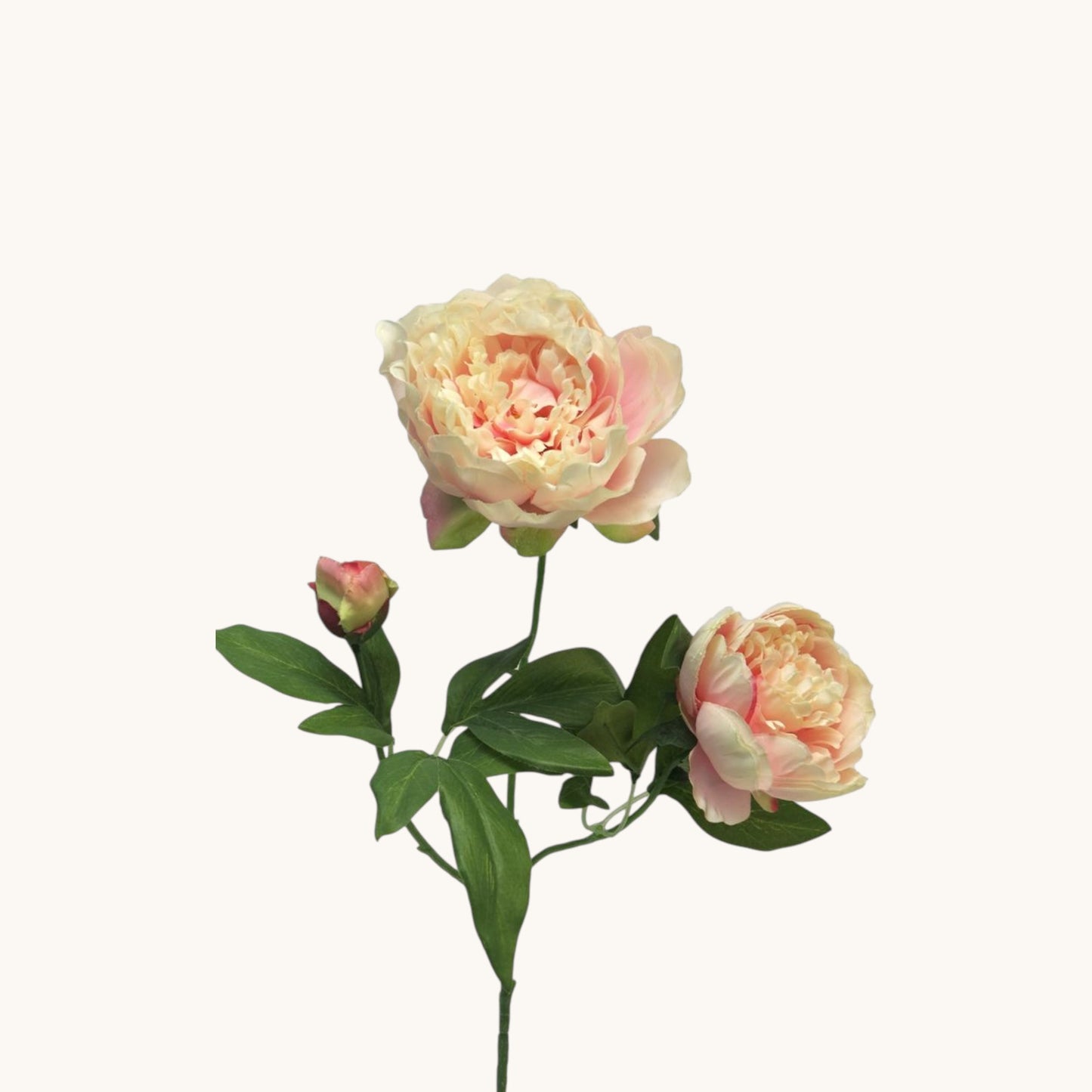 PEONY DUCHESS NEMOURS 70 CM