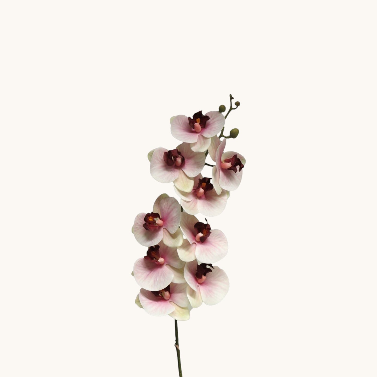 PHALAENOPSIS BORA PINK 108 CM
