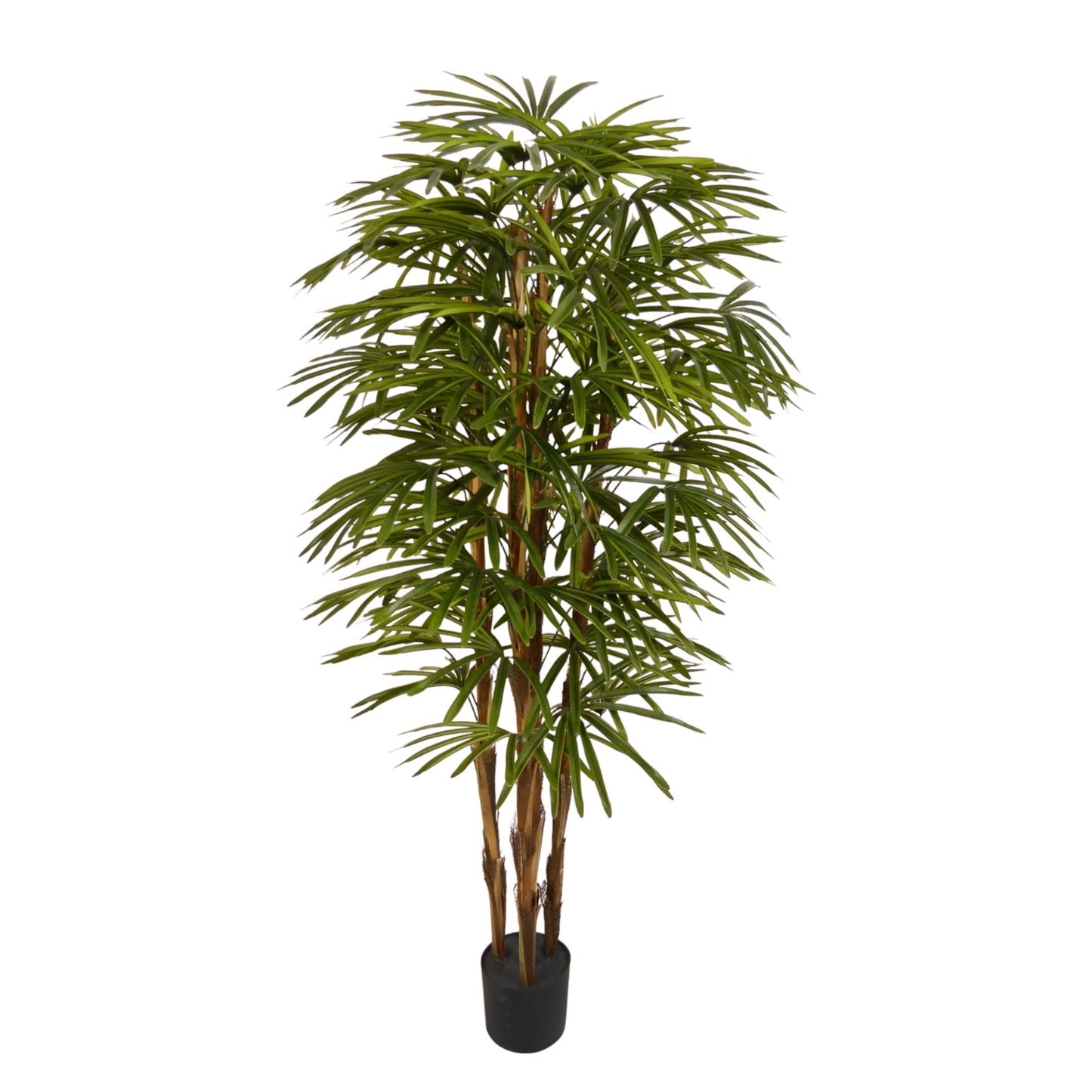 PLANT 4T RAPIS PALM 180 CM