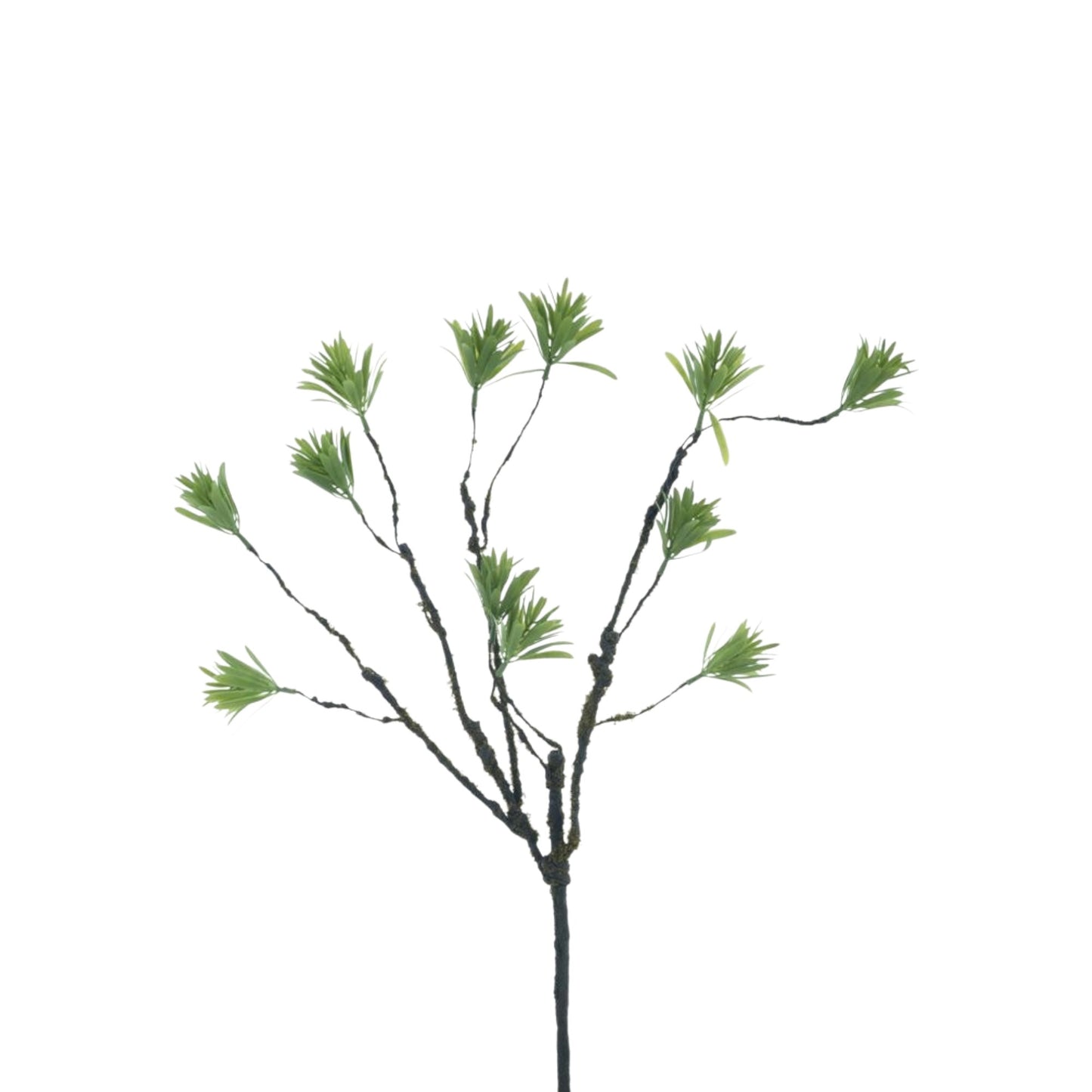 PODOCARPUS SPRAY GREEN 60 CM