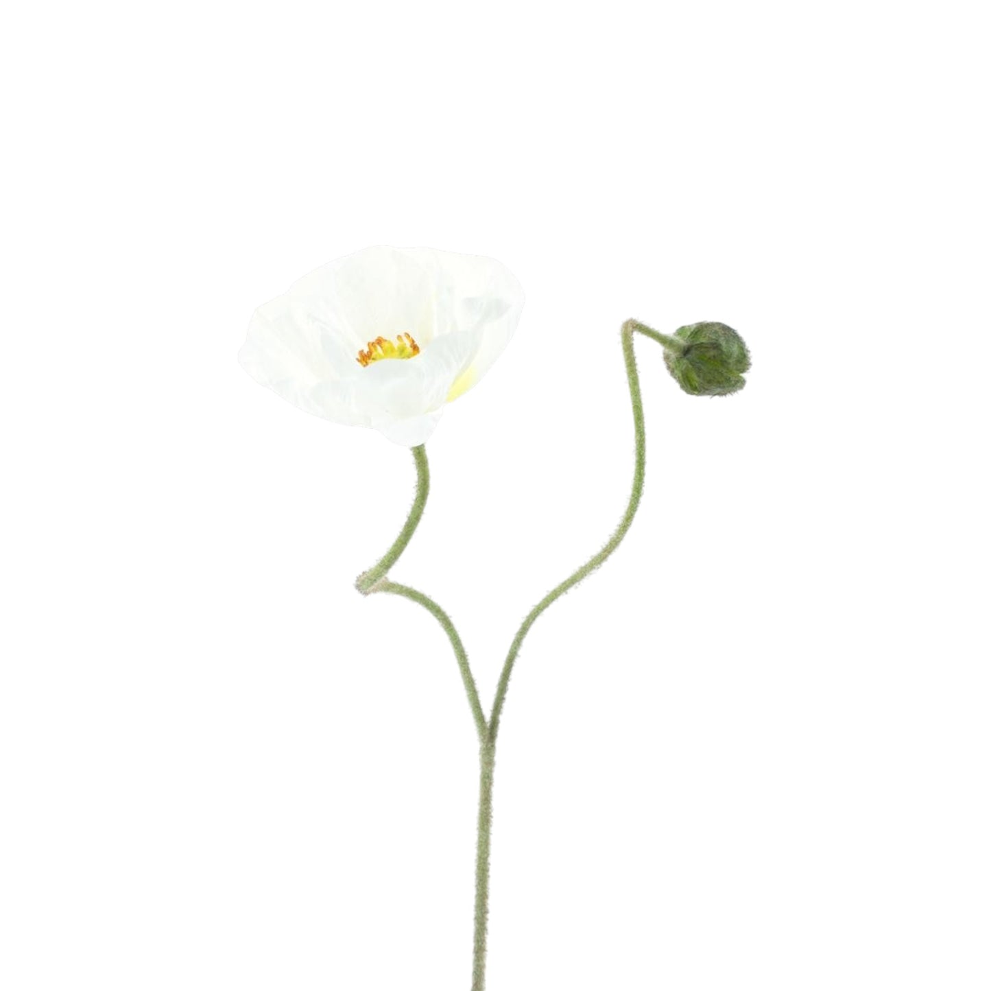 POPPY SPRAY ILSE 81 CM
