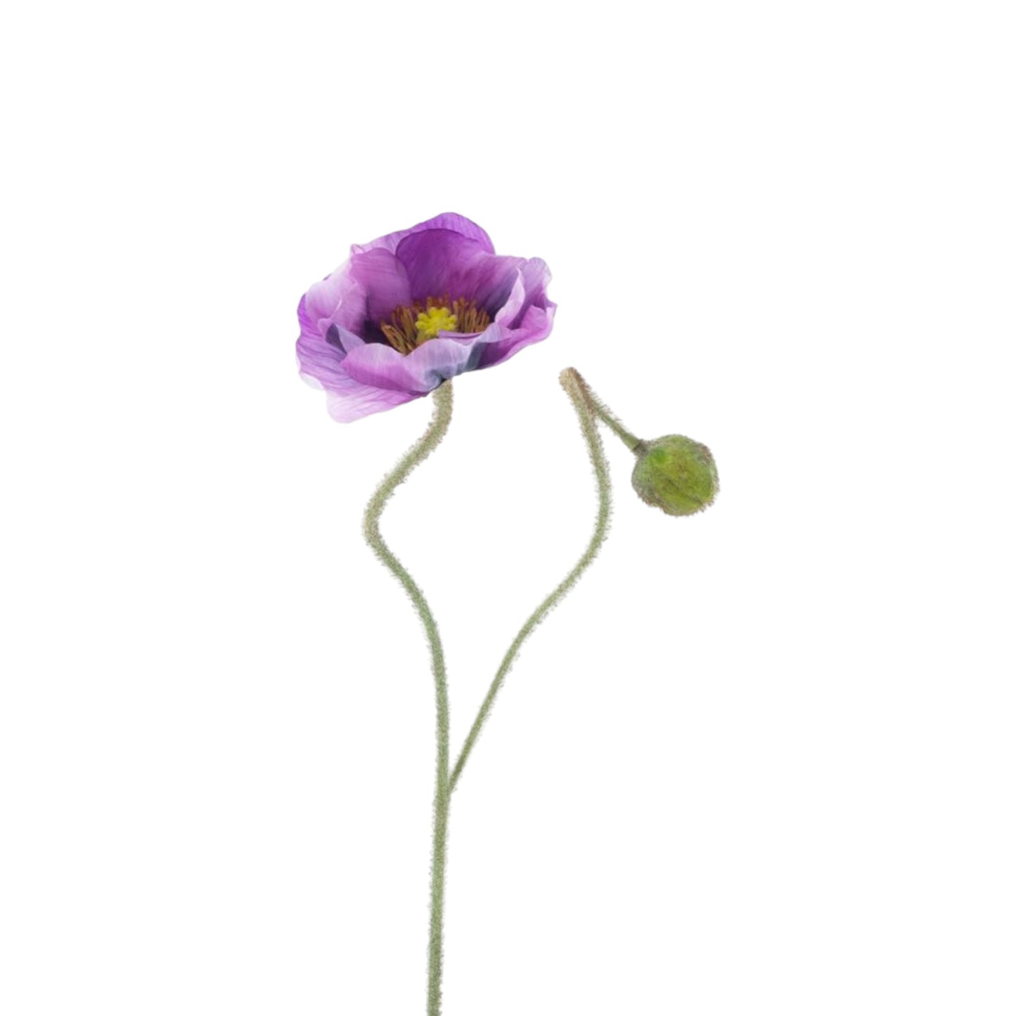 POPPY SPRAY ILSE 81 CM