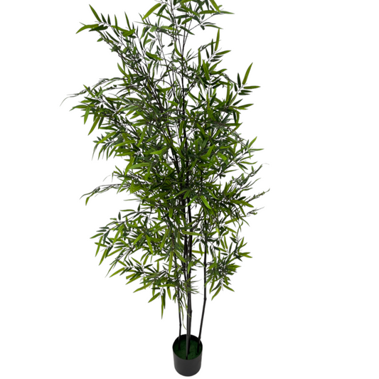 POTTED BAMBOO PLANT