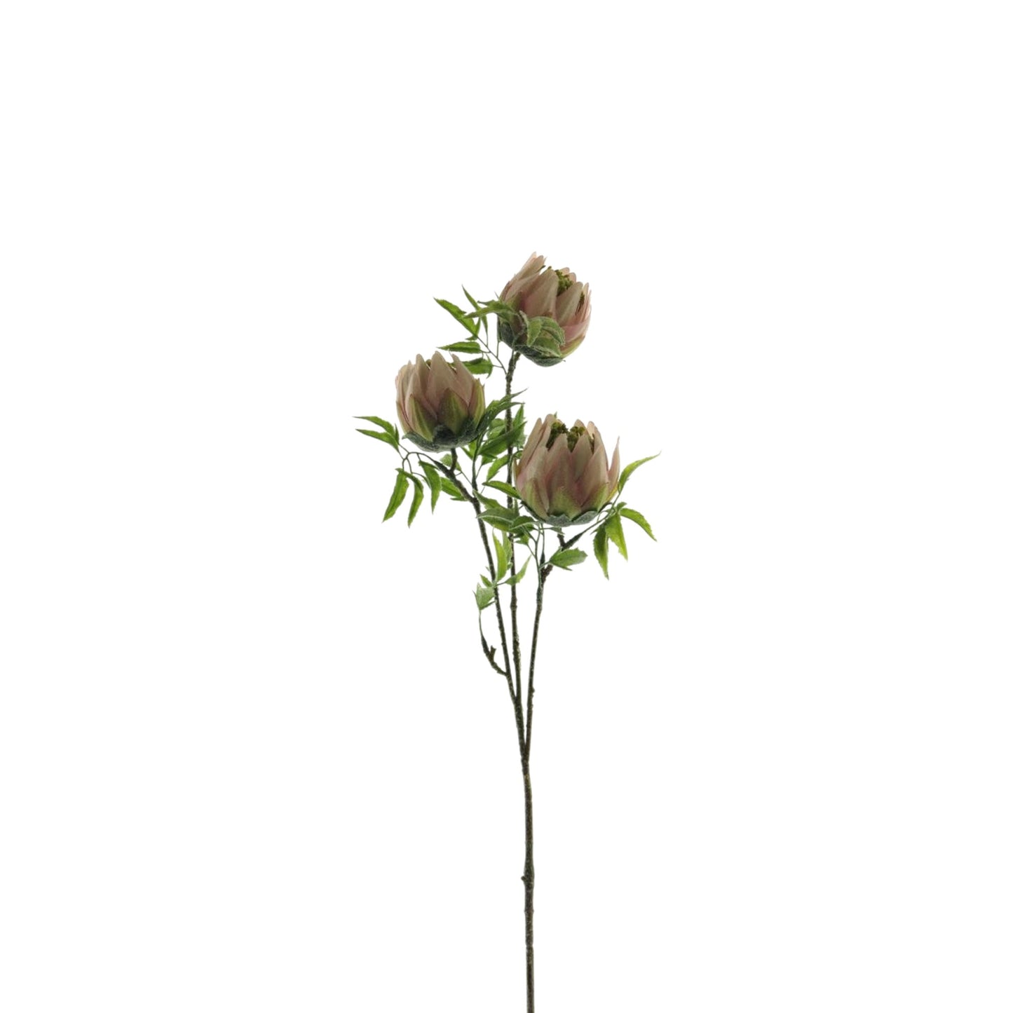 PROTEA SPRAY 73 CM