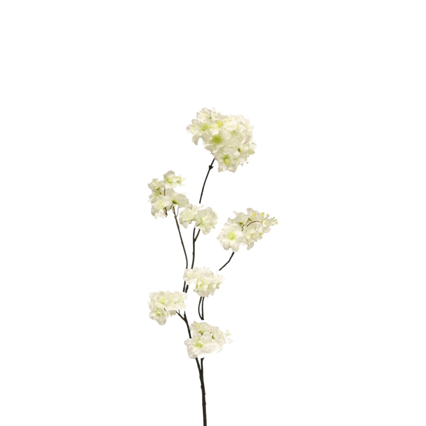 PRUNUS MALAGA SPRAY