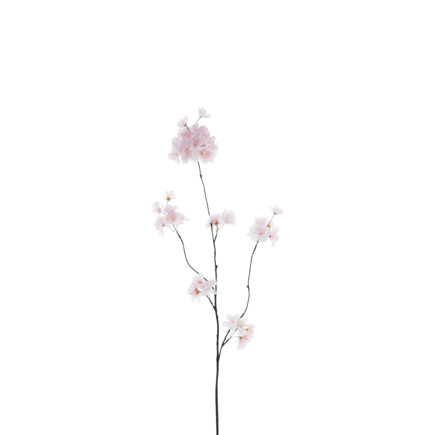 PRUNUS MALAGA SPRAY