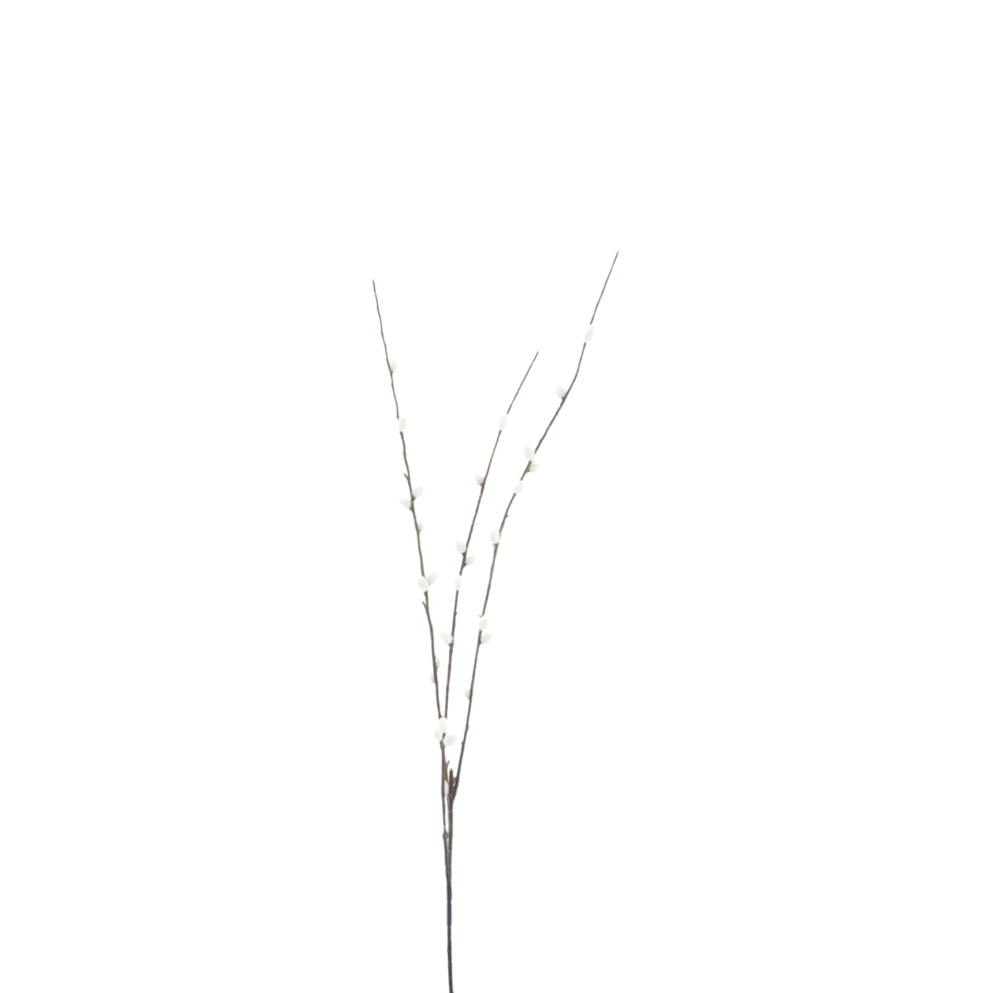PUSSY WILLOW SPRAY CREAM