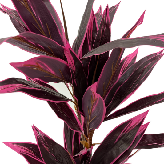 RED DRACENA PLANT