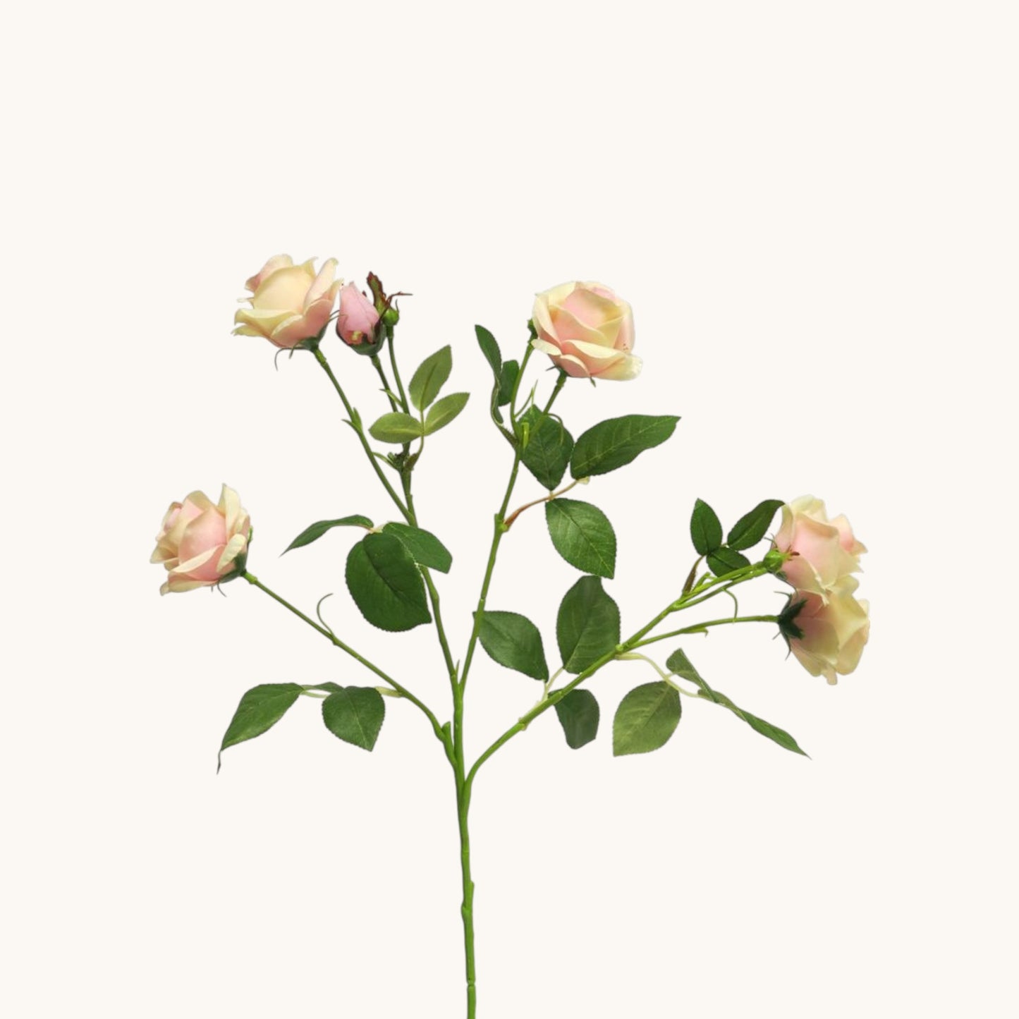 ROSA JACKY BUNCH 68 CM
