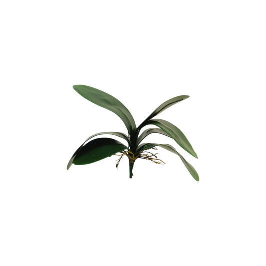 SMALL PHALAENOPSIS LEAVES