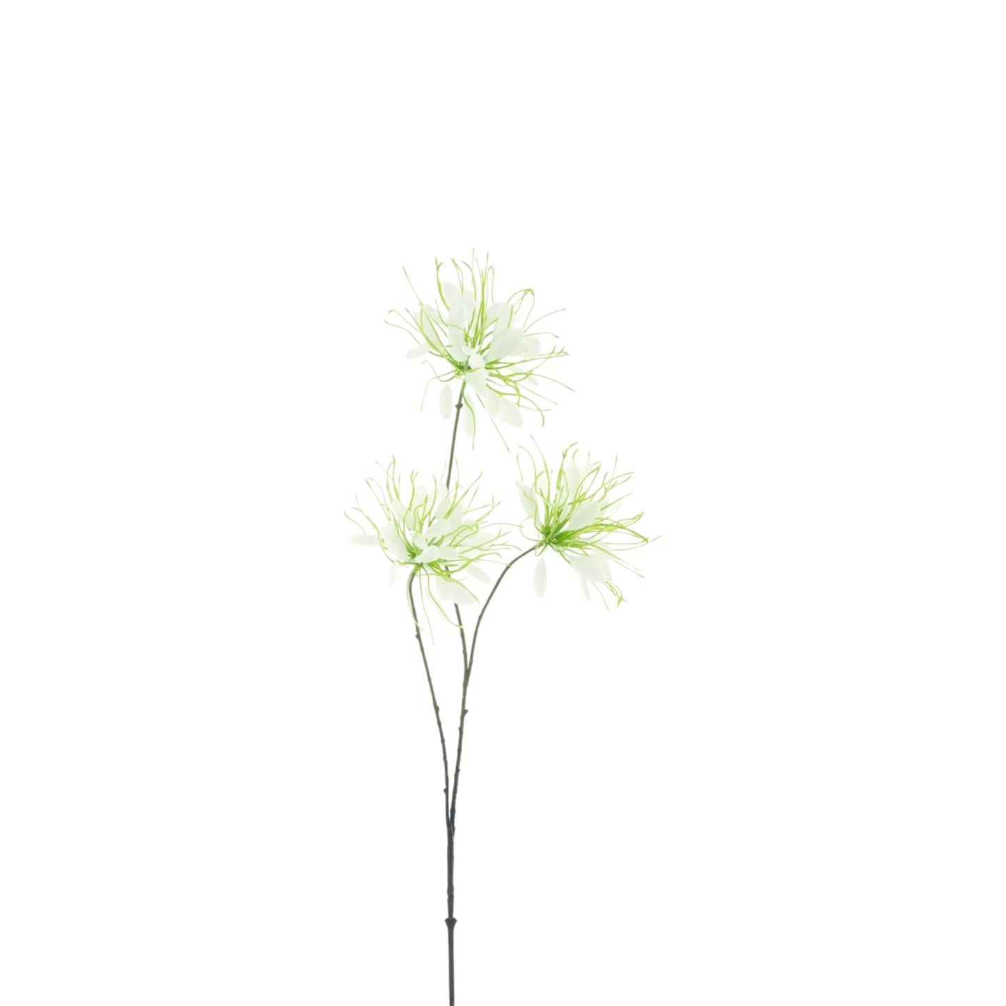 SPIDER FLOWER 94 CM