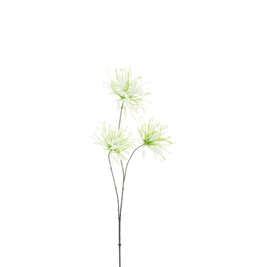 SPIDER FLOWER 94 CM
