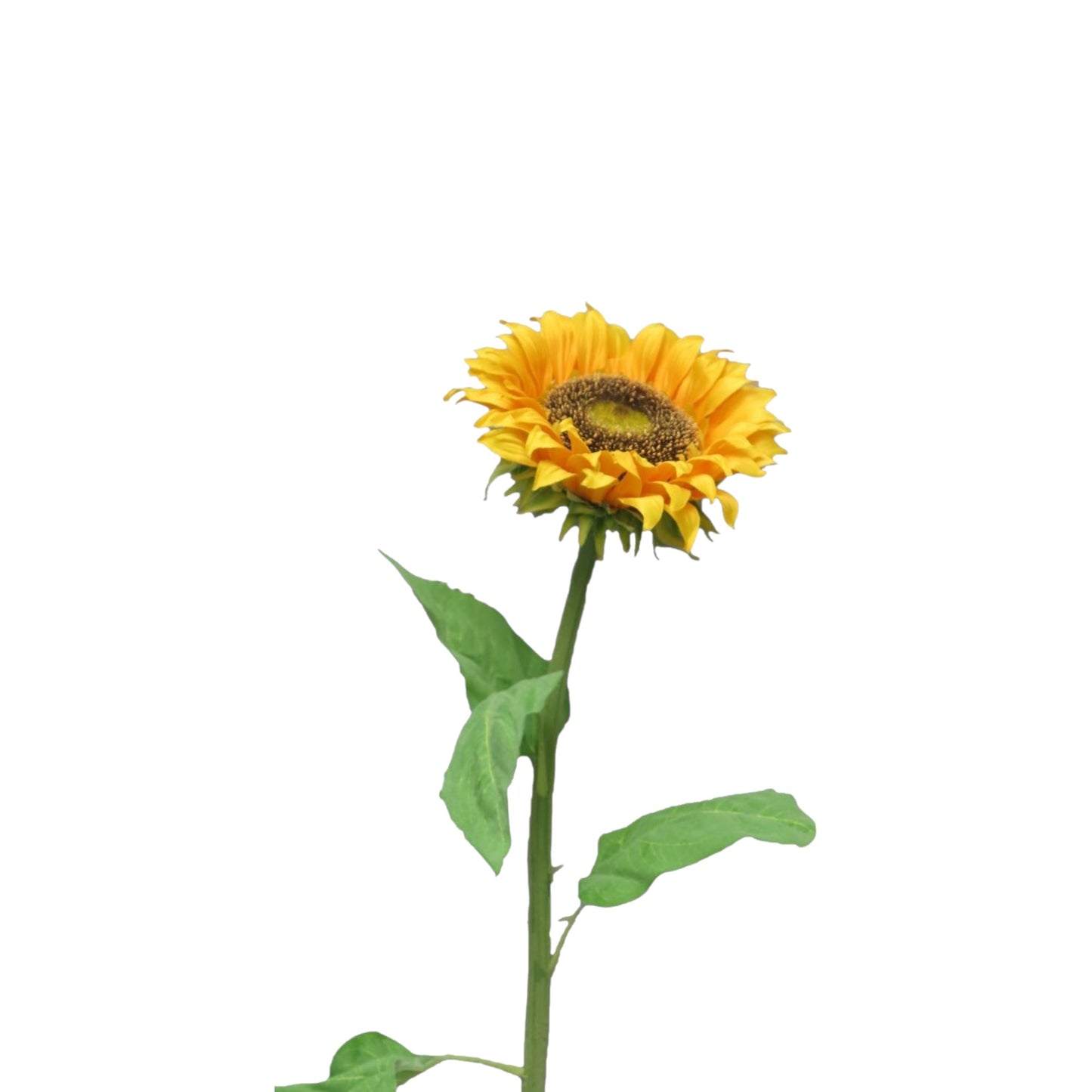 SUNFLOWER TUSCANY YELLOW
