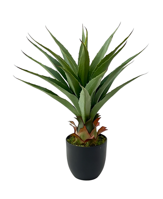 TONGUE PLANT
