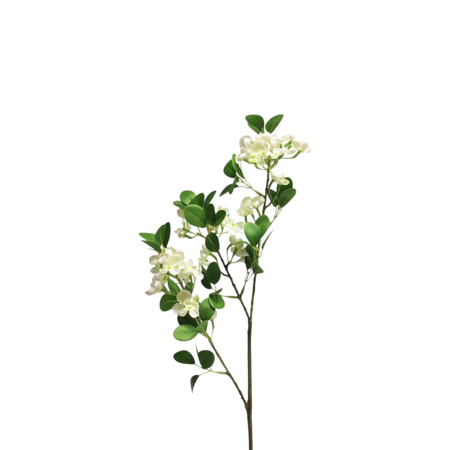 WILD SERINGA AUKE BRANCH CREAM