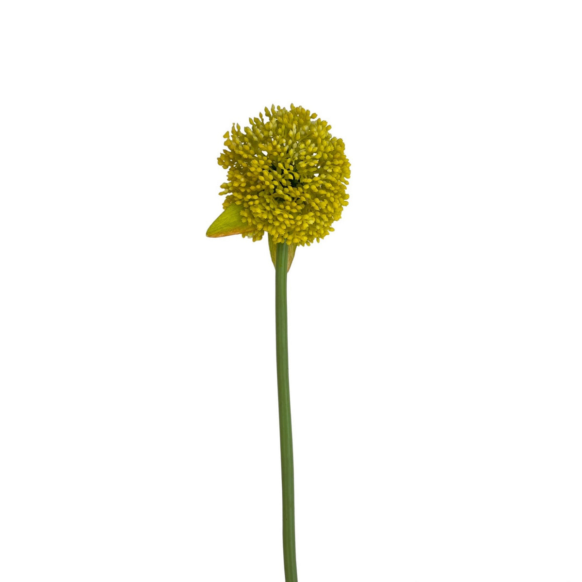Ballflower YELLOW BALL FLOWER – Sleepcomfortdeco
