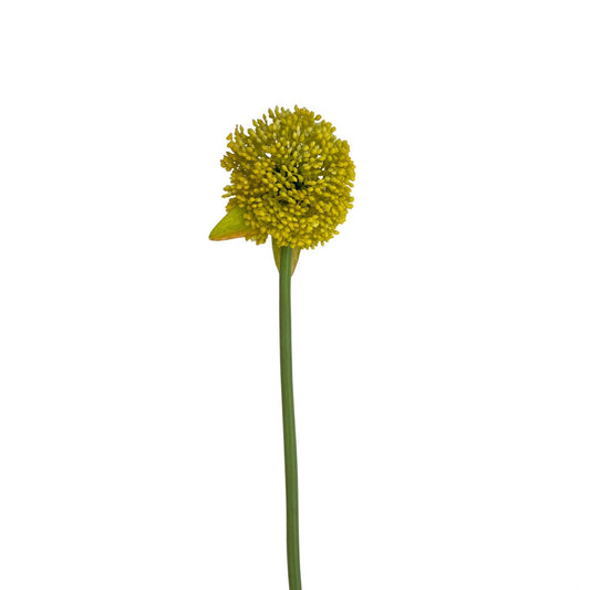 YELLOW BALL FLOWER