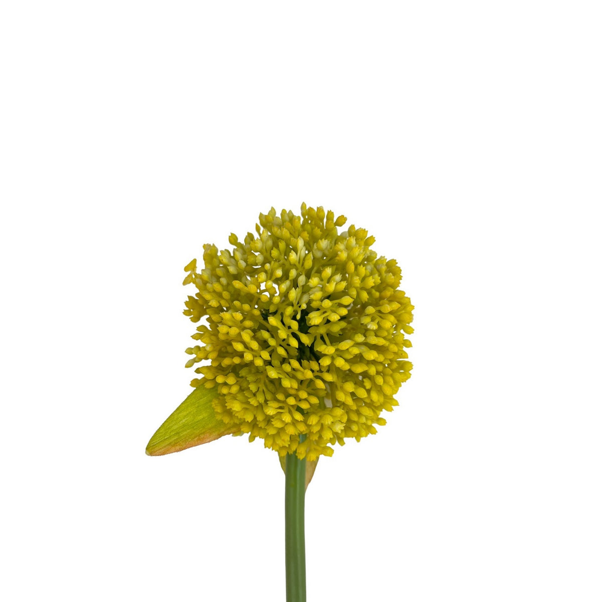 Ballflower YELLOW BALL FLOWER – Sleepcomfortdeco